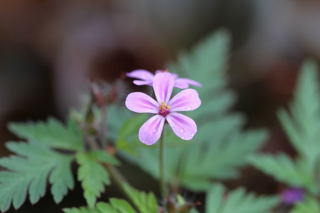 我が家の花_b0223198_14253607.jpg