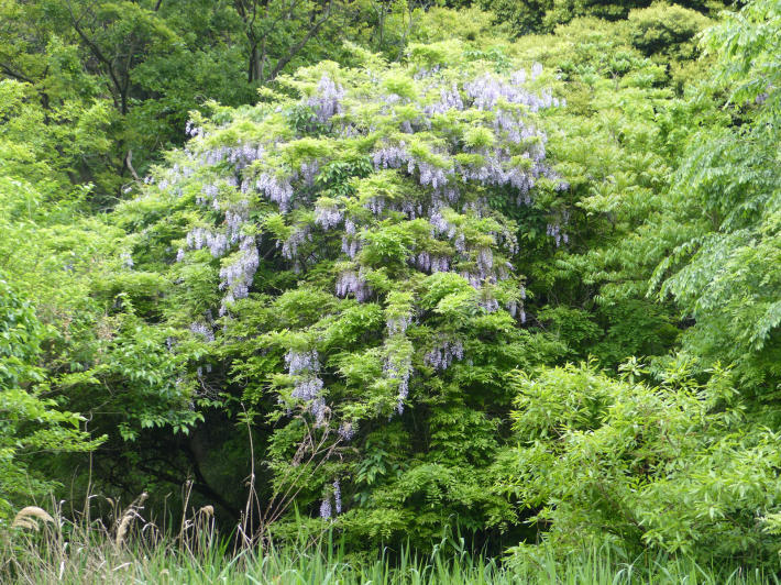 4月22日 鎌倉中央公園散策_f0296312_23353736.jpg