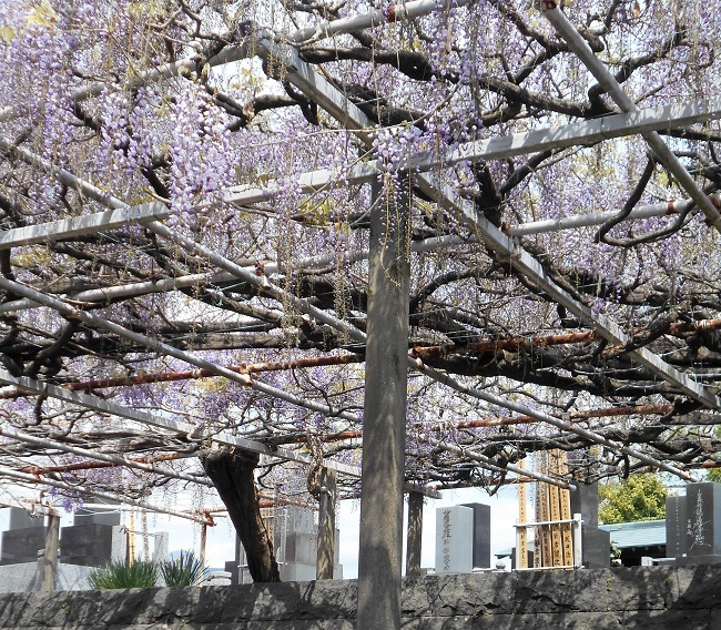 藤の花が見頃です。（静岡県富士宮市下条２０２１）_d0153860_14271464.jpg