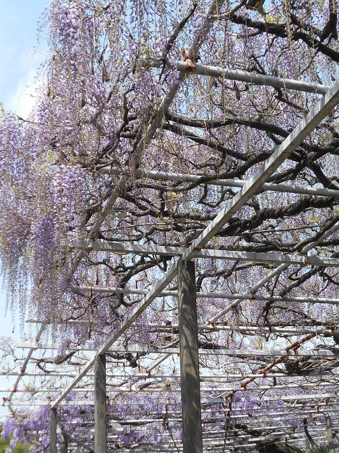 藤の花が見頃です。（静岡県富士宮市下条２０２１）_d0153860_14271617.jpg