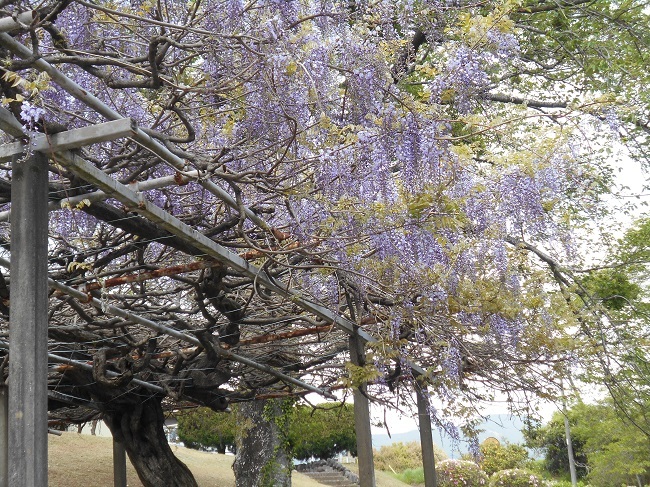 藤の花が見頃です。（静岡県富士宮市下条２０２１）_d0153860_14272353.jpg