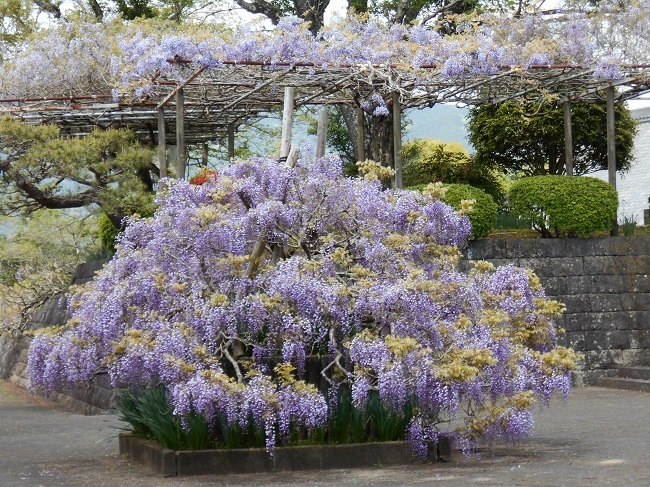 藤の花が見頃です。（静岡県富士宮市下条２０２１）_d0153860_14272565.jpg