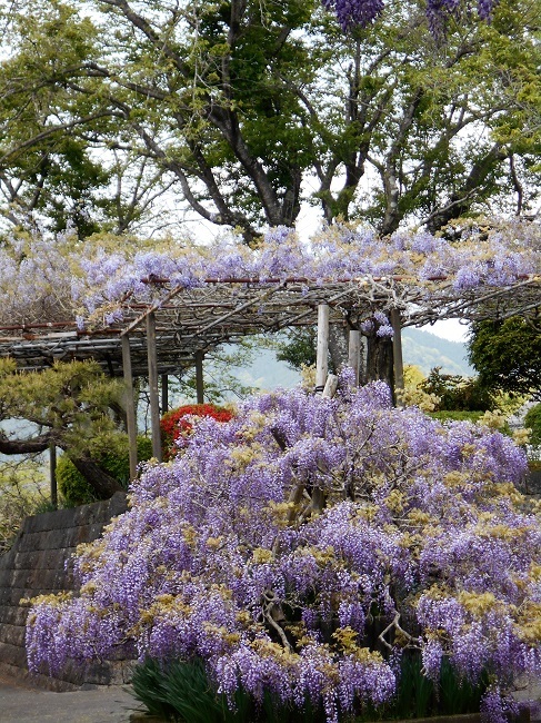藤の花が見頃です。（静岡県富士宮市下条２０２１）_d0153860_14272733.jpg