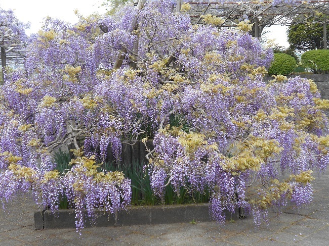 藤の花が見頃です。（静岡県富士宮市下条２０２１）_d0153860_14273084.jpg
