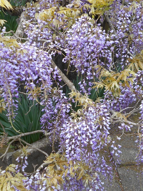 藤の花が見頃です。（静岡県富士宮市下条２０２１）_d0153860_14273546.jpg