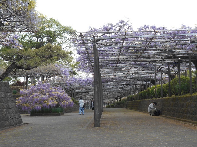 藤の花が見頃です。（静岡県富士宮市下条２０２１）_d0153860_14274239.jpg