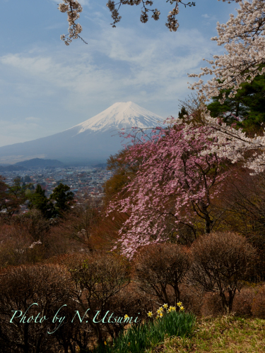 桜と富士山ー４月５日_d0155021_22080040.jpg