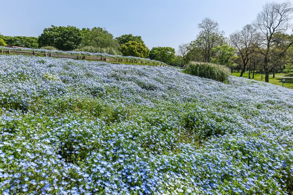 昭和記念公園のネモフィラ_f0044056_07202905.jpg