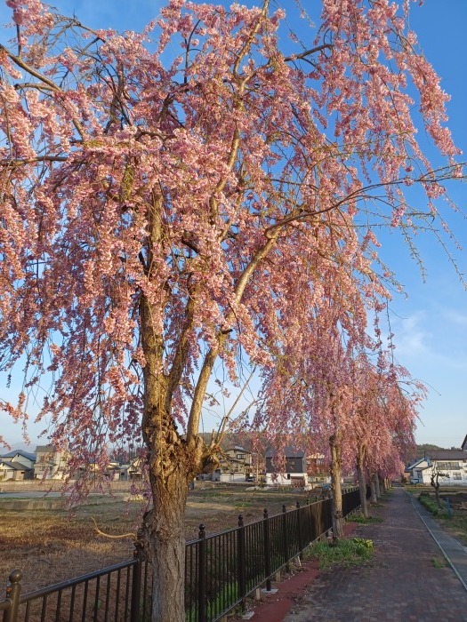 桜が満開。_c0033567_00595548.jpg