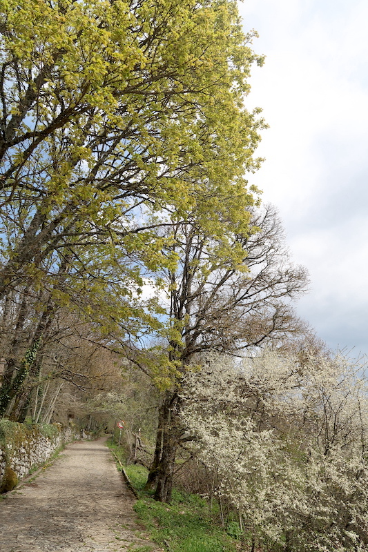 ヘレボルス・スミレ今も咲くラヴェルナの森を修道院へ_f0234936_22105456.jpg