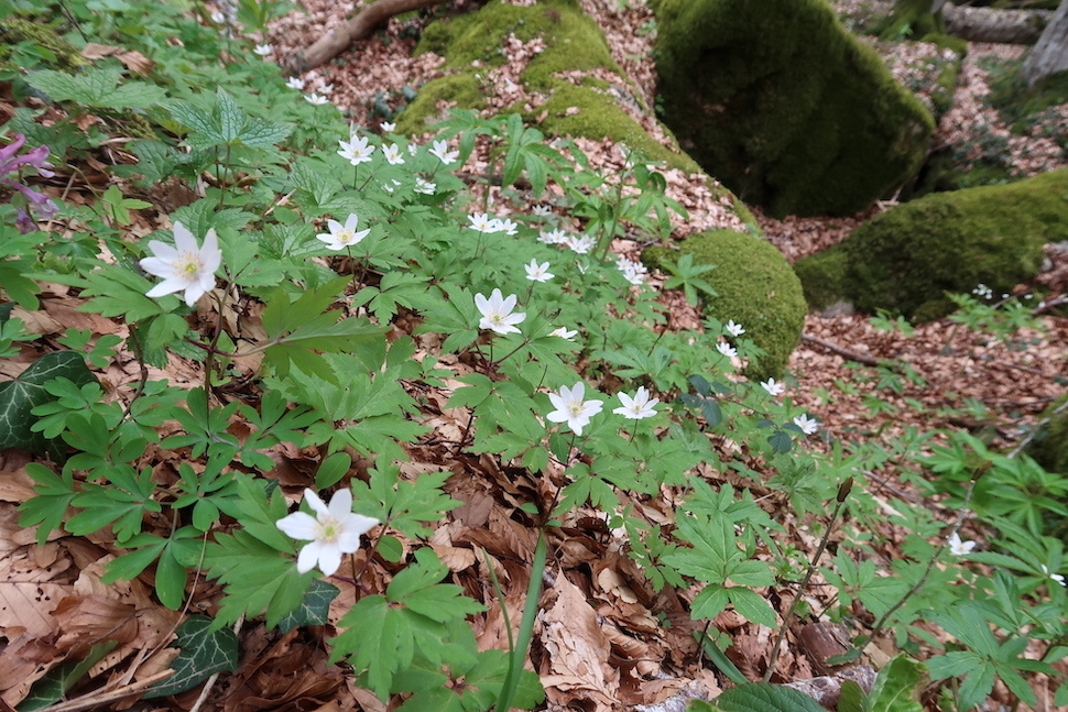 ヘレボルス・スミレ今も咲くラヴェルナの森を修道院へ_f0234936_22232370.jpg