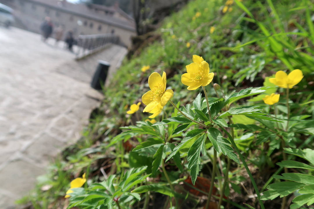 石塀に咲く野の花きれいたくましいラヴェルナの道 : イタリア写真草子