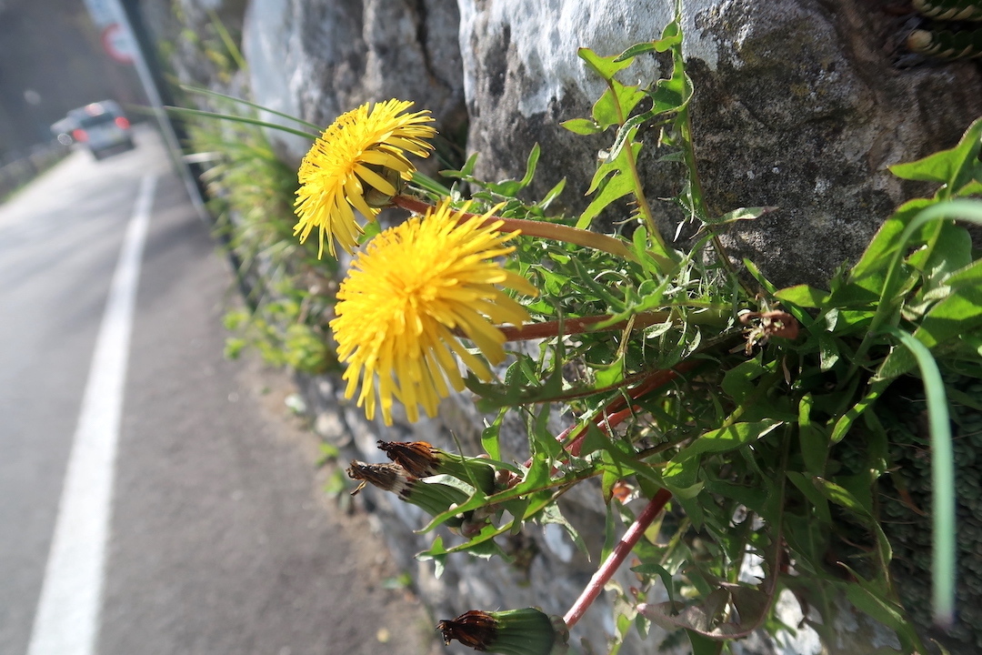 石塀に咲く野の花きれいたくましいラヴェルナの道 : イタリア写真草子