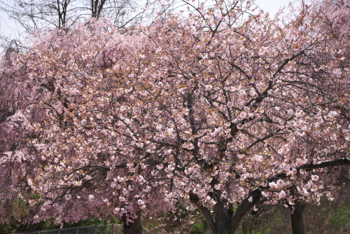 小布施町　千曲川河川公園_a0263109_15013721.jpg