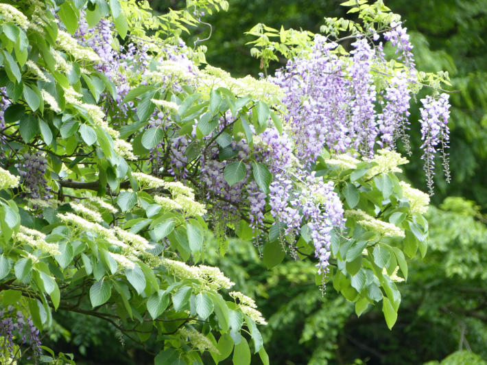 4月22日 鎌倉中央公園散策_f0296312_23214794.jpg