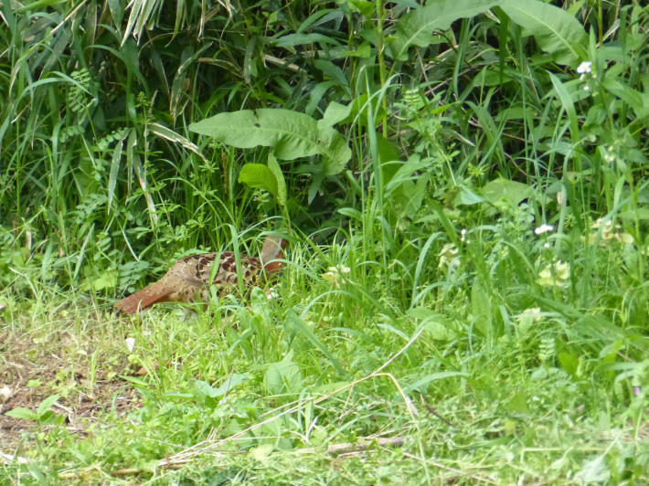 4月22日 鎌倉中央公園散策_f0296312_23542209.jpg