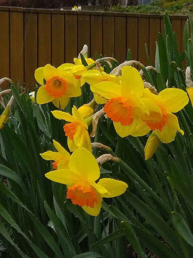 春の一年草植栽とサクラの開花_e0336214_15485112.jpg