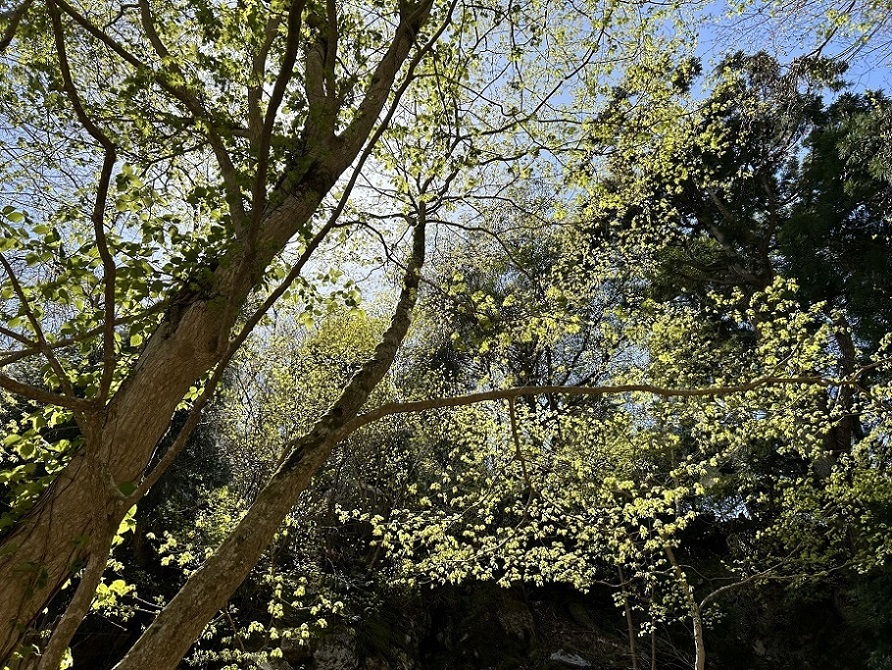 江賀谷左俣から八丁平・峰床山（京都北山）_a0286351_10455371.jpg