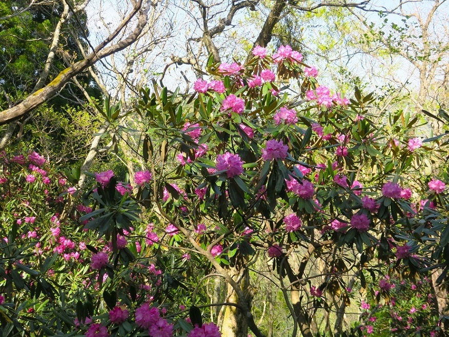 江賀谷左俣から八丁平・峰床山（京都北山）_a0286351_10510826.jpg