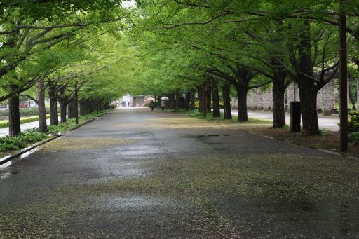 雨の昭和記念公園　　　　　　　　　　　　　　　　　　　　　　　　　　　　　　　　　　　　　　　                       2023/4/15_b0168360_17043490.jpg