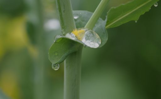 雨の昭和記念公園　　　　　　　　　　　　　　　　　　　　　　　　　　　　　　　　　　　　　　　                       2023/4/15_b0168360_17044366.jpg