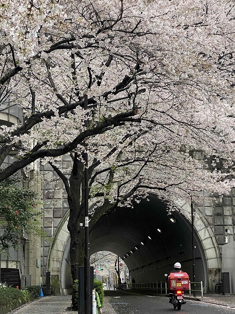 桜便りを運ぶミスター・ポストマン ～愛宕トンネル～_a0169902_15244931.jpg