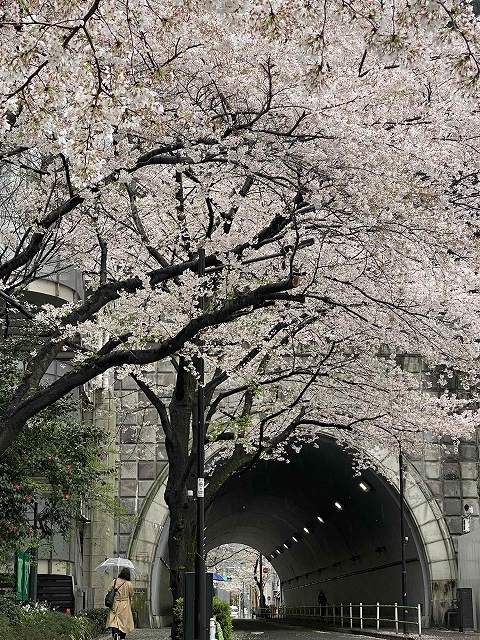 桜便りを運ぶミスター・ポストマン ～愛宕トンネル～_a0169902_15244935.jpg