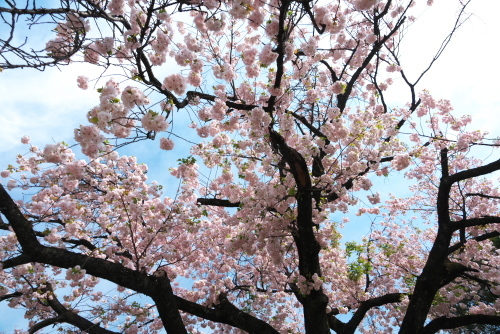 新宿御苑の八重桜1_a0263109_18411999.jpg