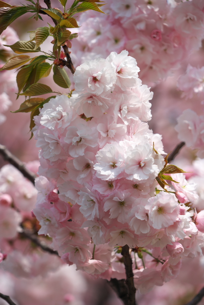 新宿御苑の八重桜1_a0263109_18430415.jpg