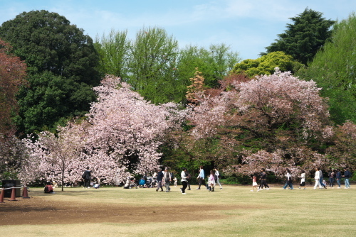 新宿御苑の八重桜1_a0263109_18433814.jpg