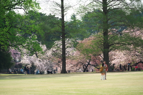 新宿御苑の八重桜1_a0263109_18433830.jpg