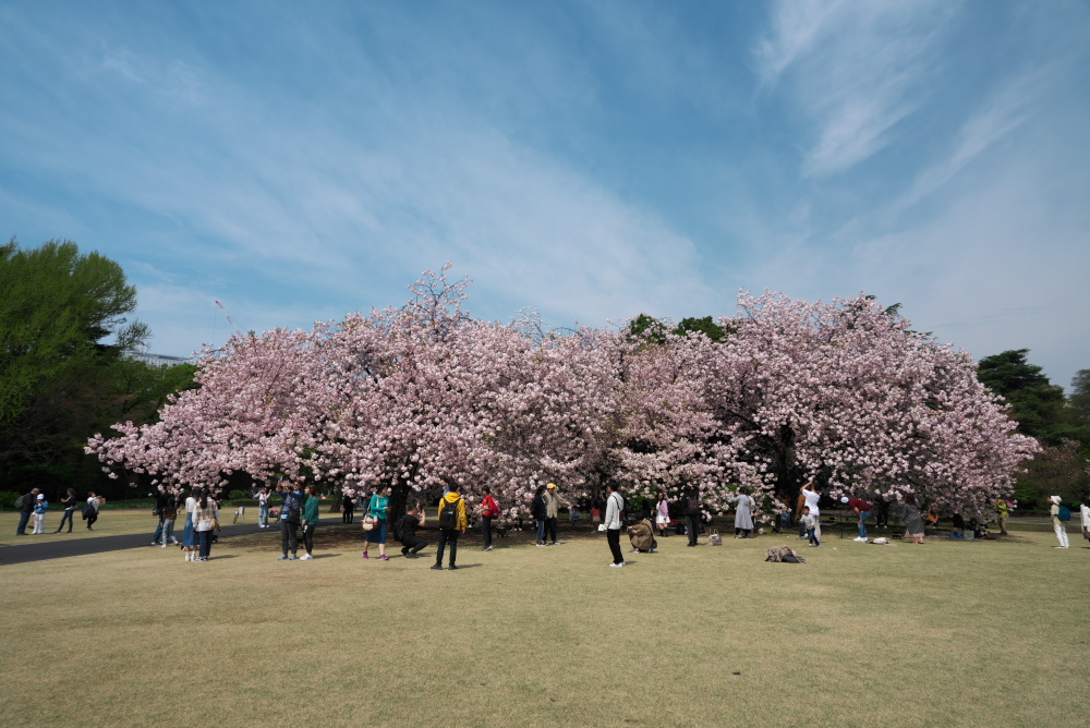 新宿御苑の八重桜1_a0263109_18433881.jpg