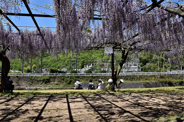 岡山県　和気町・藤公園_a0284558_13535182.jpg