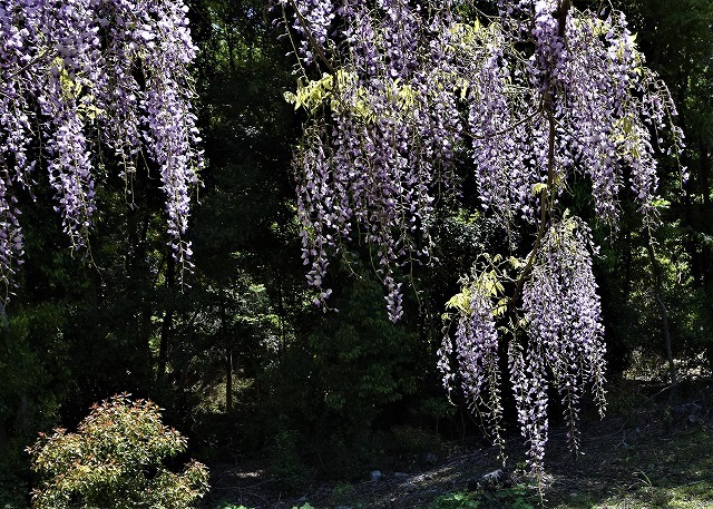 岡山県　和気町・藤公園_a0284558_13543478.jpg