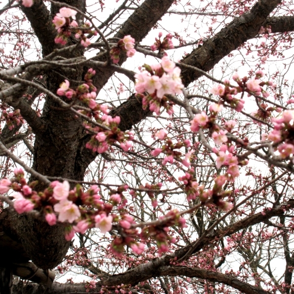 図書館の桜_d0009101_17574729.jpg