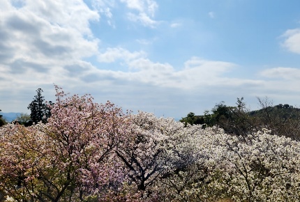 京都　桜旅_b0122805_17105556.jpg