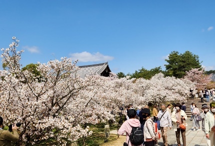 京都　桜旅_b0122805_17114402.jpg