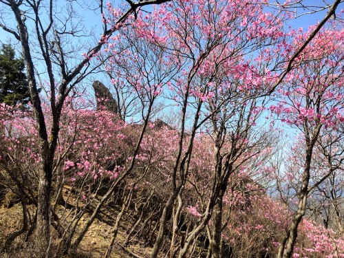 バリルートから小丸山までアカヤシオ散策　　2023.４.28（金）_b0335256_11232431.jpg