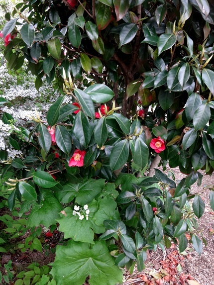 八重咲バイカカラマツ、椿の下のサンカヨウなど_a0136293_16415994.jpg