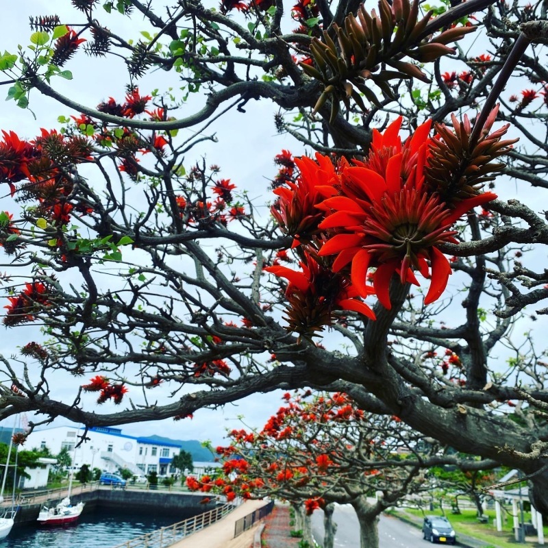 8月の空室状況とデイゴの開花_e0220493_10541108.jpeg