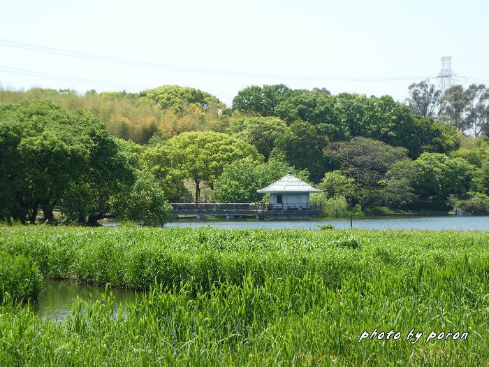 公園の新緑風景_c0137342_18454309.jpg