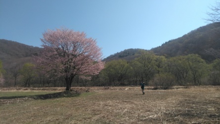 5月1日の「一本桜」_c0160368_20054055.jpg