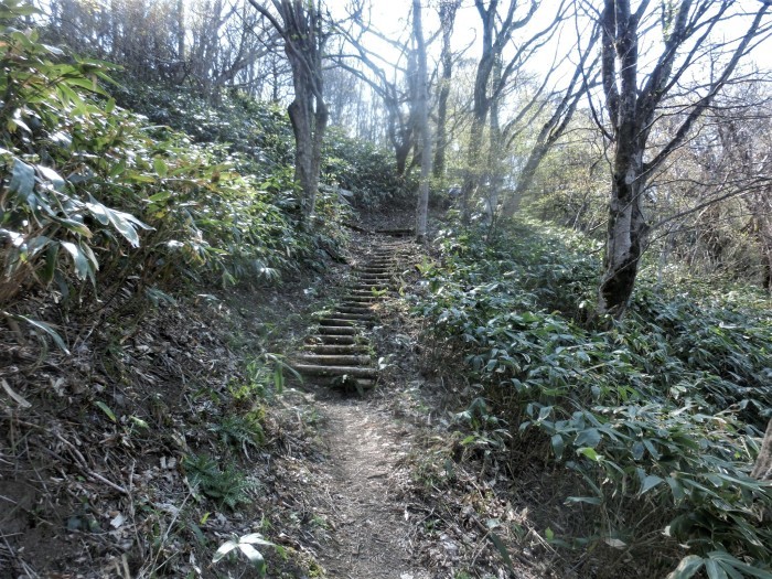 No576 カタクリ満開の鳥取・岡山県境の毛無山_b0185573_16102789.jpg