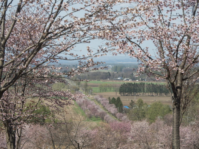 今までで最も早い?中札内村の桜が満開になっています!_f0276498_21293019.jpg
