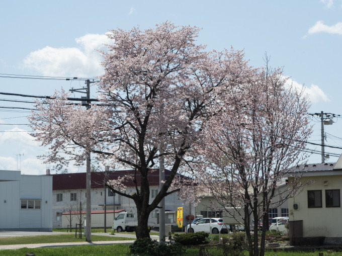 今までで最も早い?中札内村の桜が満開になっています!_f0276498_21294327.jpg