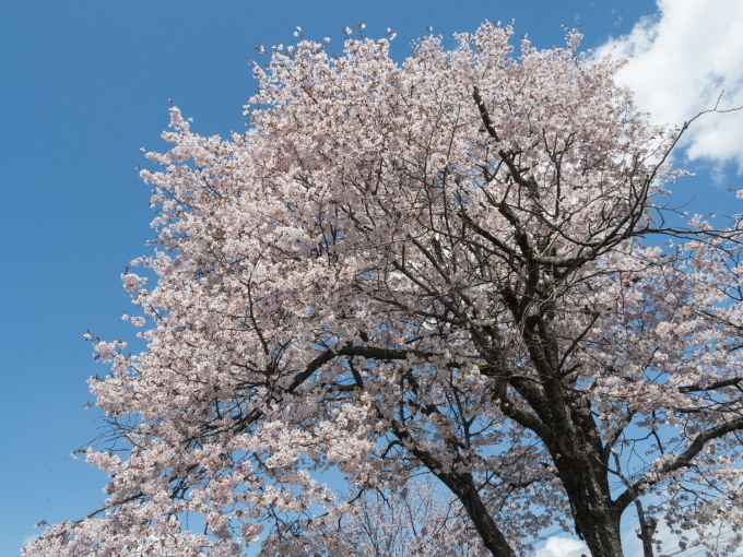 今までで最も早い?中札内村の桜が満開になっています!_f0276498_21295387.jpg