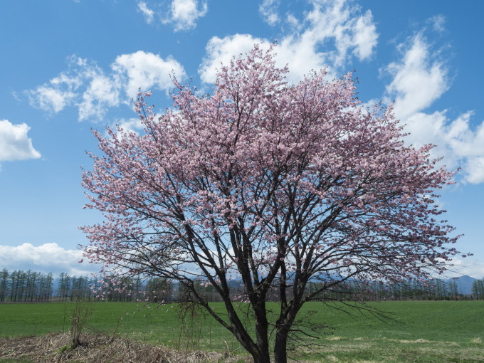 今までで最も早い?中札内村の桜が満開になっています!_f0276498_21301753.jpg