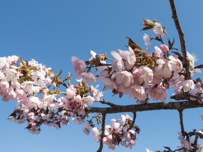 今までで最も早い?中札内村の桜が満開になっています!_f0276498_21304739.jpg