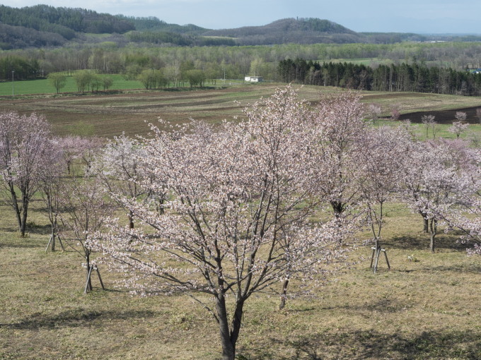 今までで最も早い?中札内村の桜が満開になっています!_f0276498_21312881.jpg