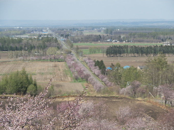 今までで最も早い?中札内村の桜が満開になっています!_f0276498_21314192.jpg